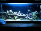 75 gallon salt 025.webp