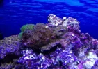 coral 1.webp