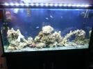 Tank set up 043.webp