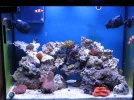 reef tank 002sm.webp