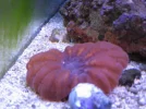 reef tank 011sm.webp