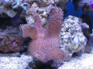 reef tank 012sm.webp