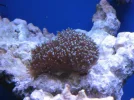 reef tank 015sm.webp