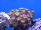 reef tank 016sm.webp