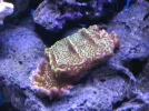 reef tank 017sm.webp