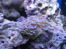 reef tank 019sm.webp