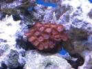 reef tank 020sm.webp