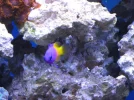 reef tank 007sm.webp