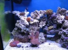 reef tank 024sm.webp