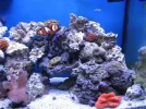 reef tank 025sm.webp