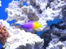 reef tank 028sm.webp