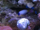 reef tank 035sm.webp