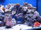 reef tank 039sm.webp