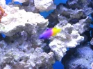 reef tank 037sm.webp