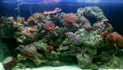 fishtank.webp