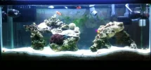 new scape.webp