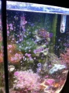 fishtank.webp