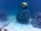 snail and coral new tank.webp