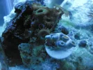 ZOAS3.webp