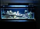 75 gallon salt 032.webp