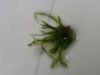 algae ii.jpg
