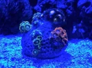 Neon Zoas.webp