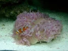 plate coral and clownfish.webp