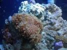 hammer coral.webp