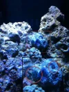 identify-coral.webp