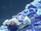 coral 3.webp