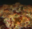 nasty algae1.webp