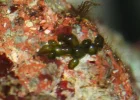 nasty algae2.webp