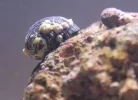 nerite snail.webp