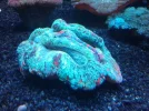 brain coral +1.webp