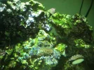 Algae 2012-01-01.webp