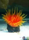 sun coral.webp