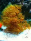 yellow polyps.webp