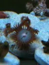 zoas.webp