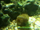 Coral -1-29-12.webp