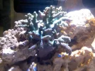 Green leather tree coral.webp