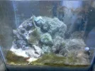 fuge algae.webp