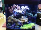 coral reef tank.webp