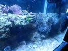 75 gallon salt 008.webp