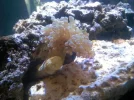 Frogspawn coral.webp