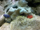 Bright Mushroom Corals.webp