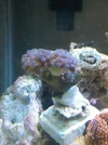 Hammer Coral.webp