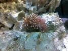 Torch Coral.webp