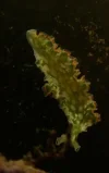 lettuce_slug.webp