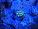 Zoa Blue.webp