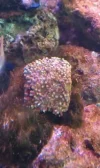 Colony polyp.webp